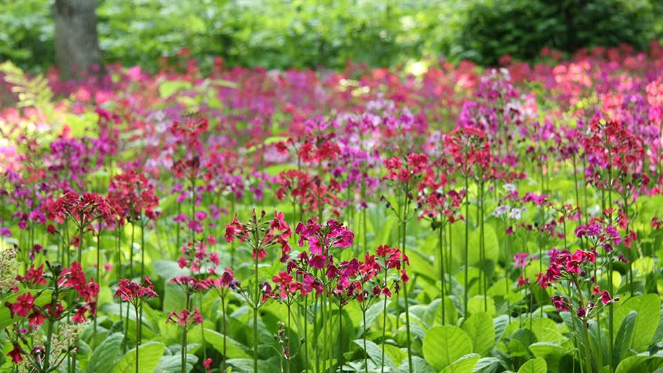 北邦野草園